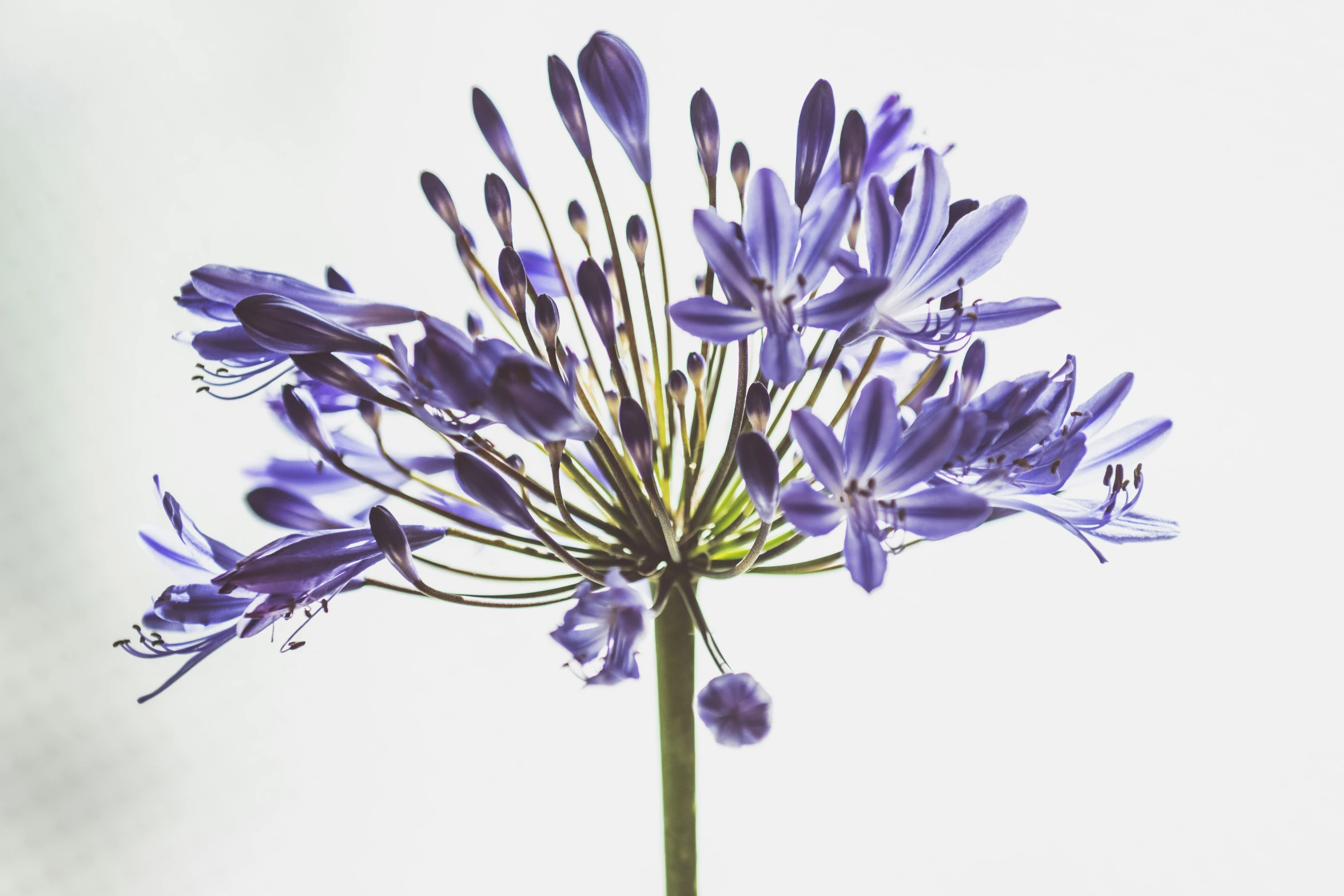 a blue flower blooming in a green vase