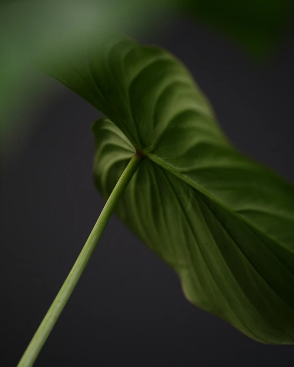 this leaf appears to be an extreme closeup of the back edge