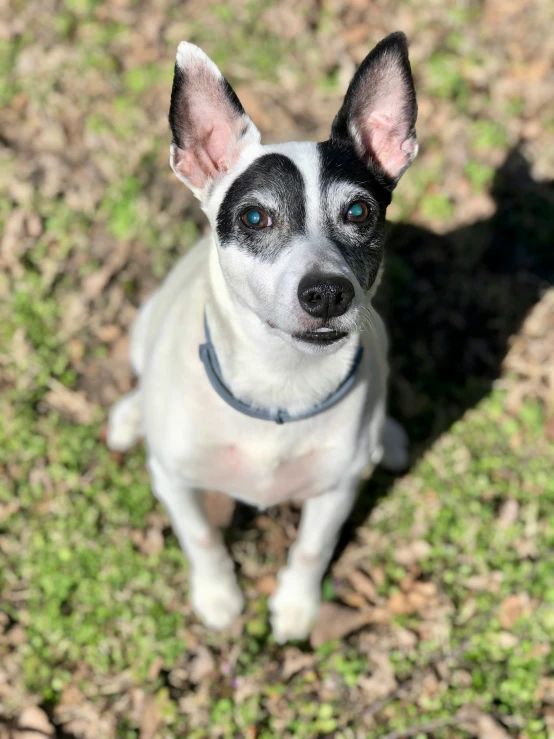 a close up of a dog in the grass