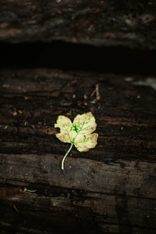 a yellow flower lying on top of a piece of wood