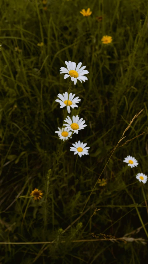 there are three white flowers that are next to each other