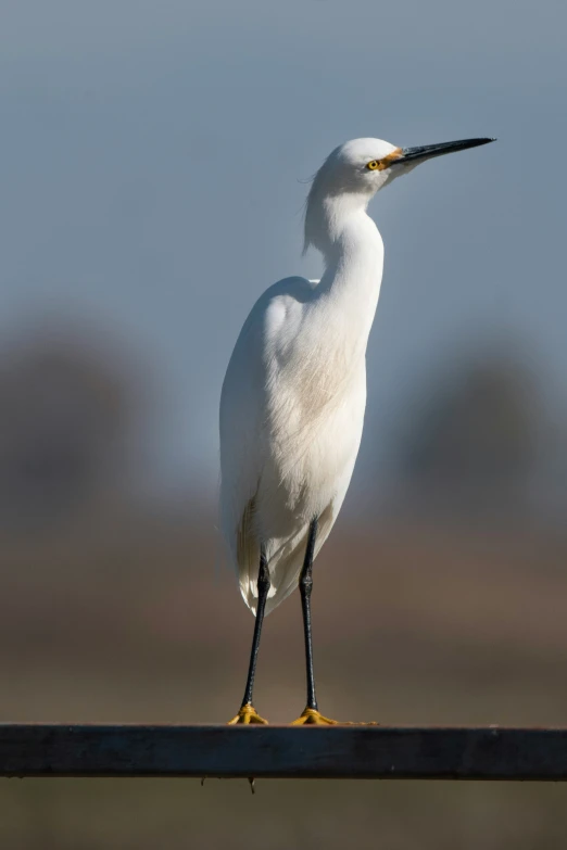 a white bird with black feet and long legs, standing on a wooden railing