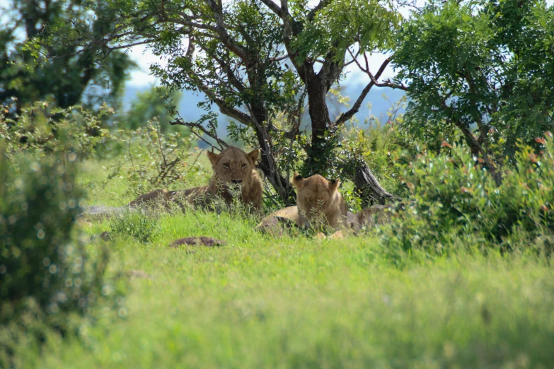 three adult lions resting on grass under a tree