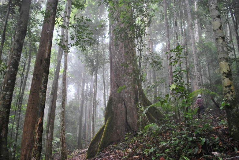 a man hiking up the side of a hill in a forest