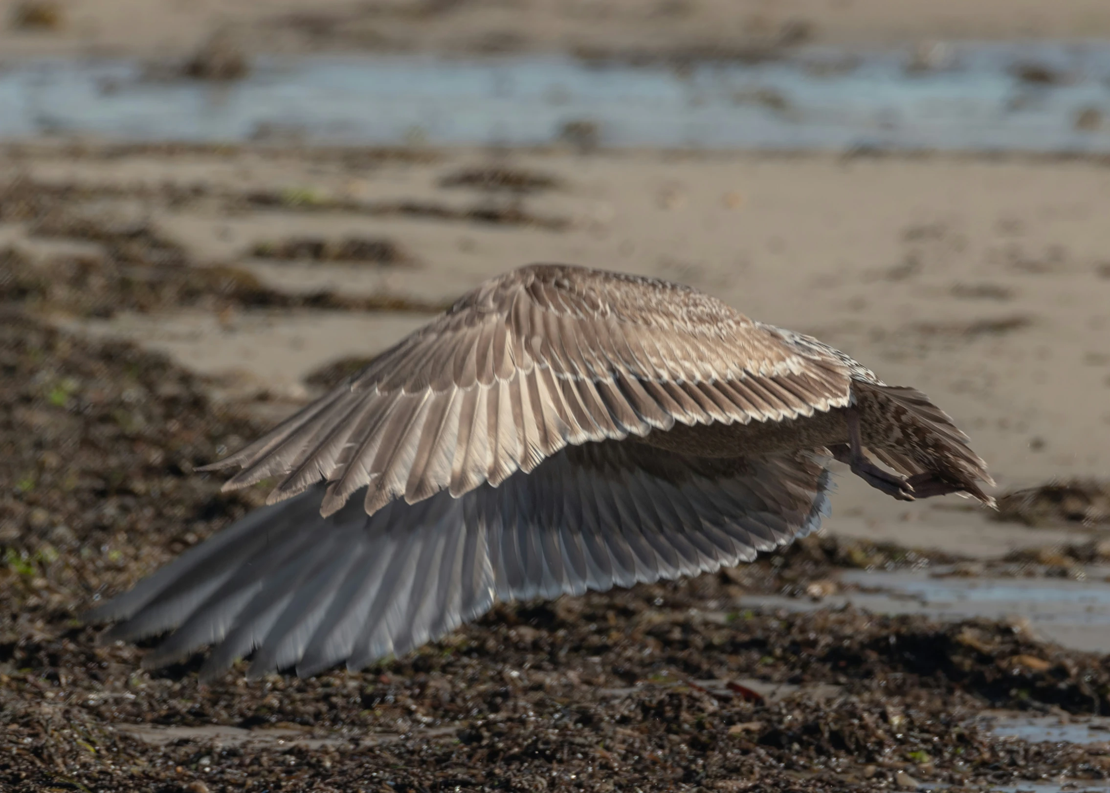 there is a large bird that is flying low over the water