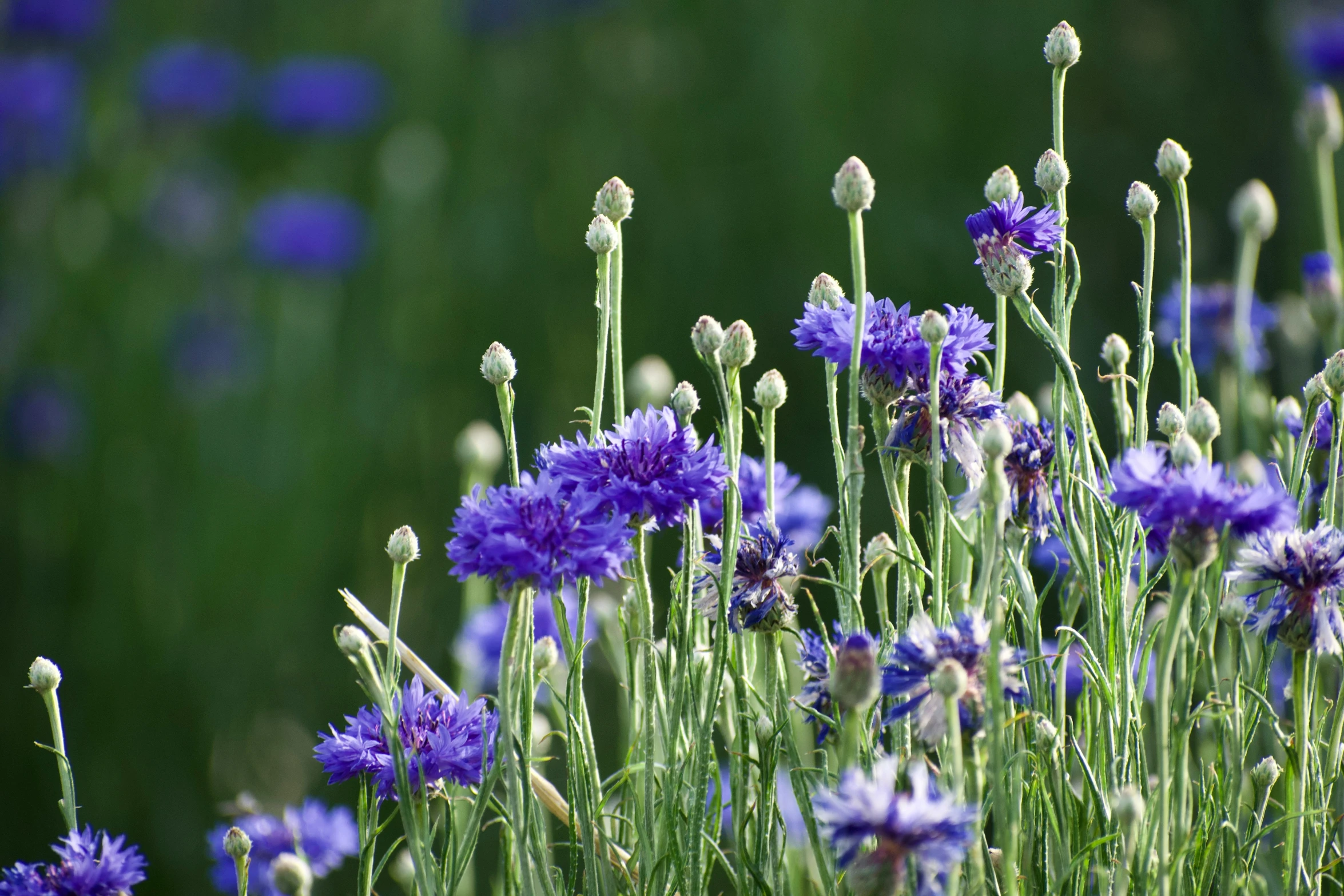 purple flowers growing up close in a green field