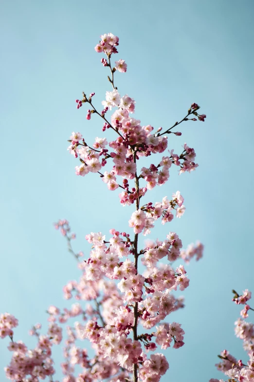 a flower that has some very pretty flowers on it