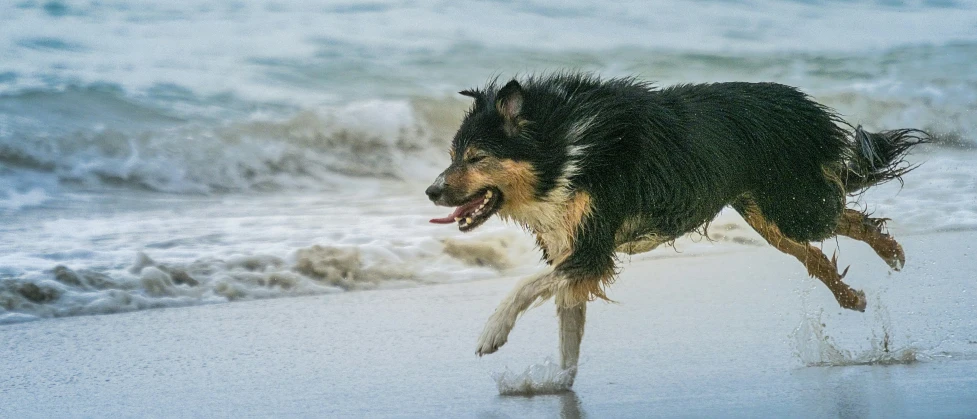 the dog is running at the beach in the snow