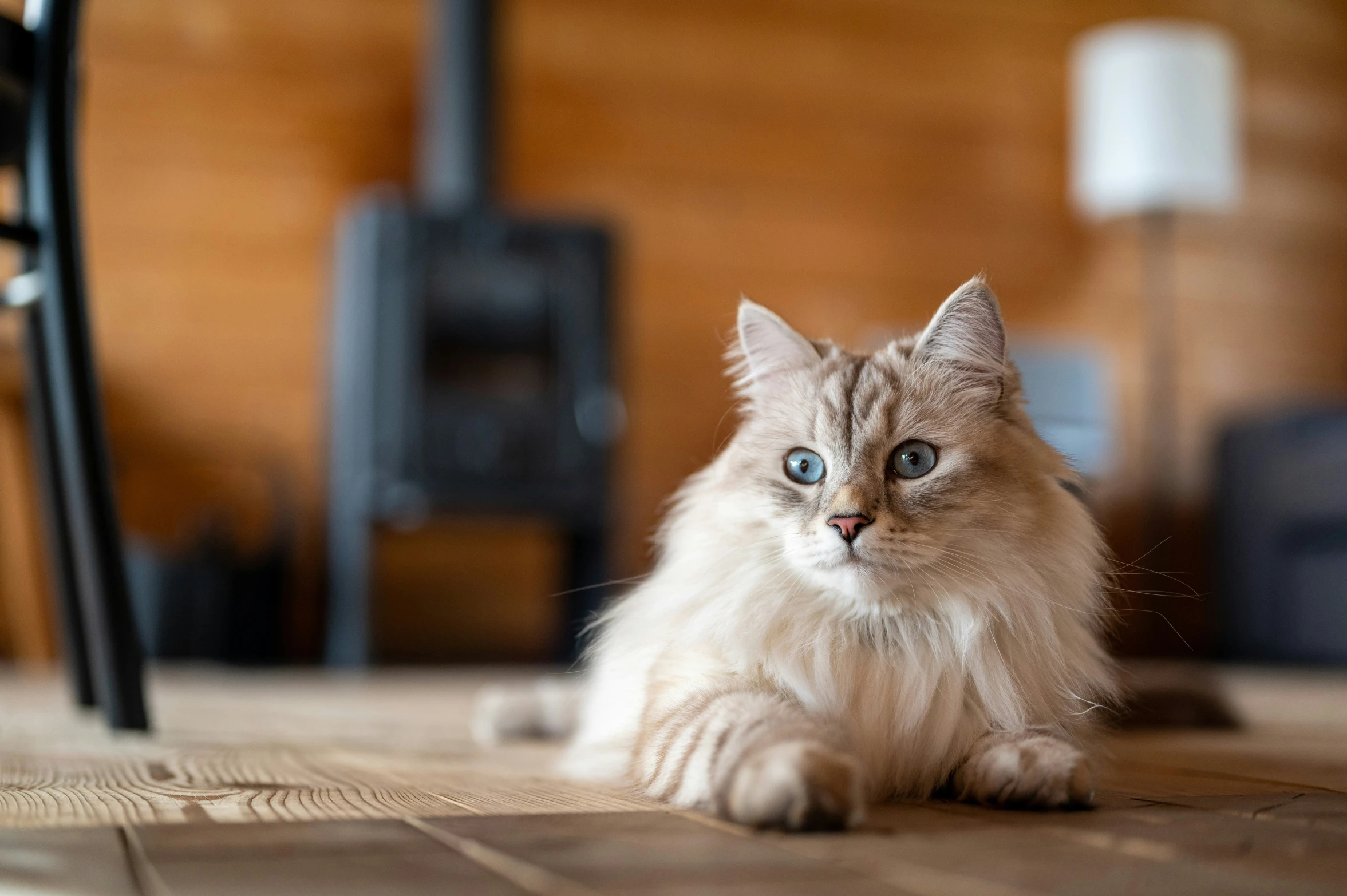 a cat sitting on the floor next to a chair