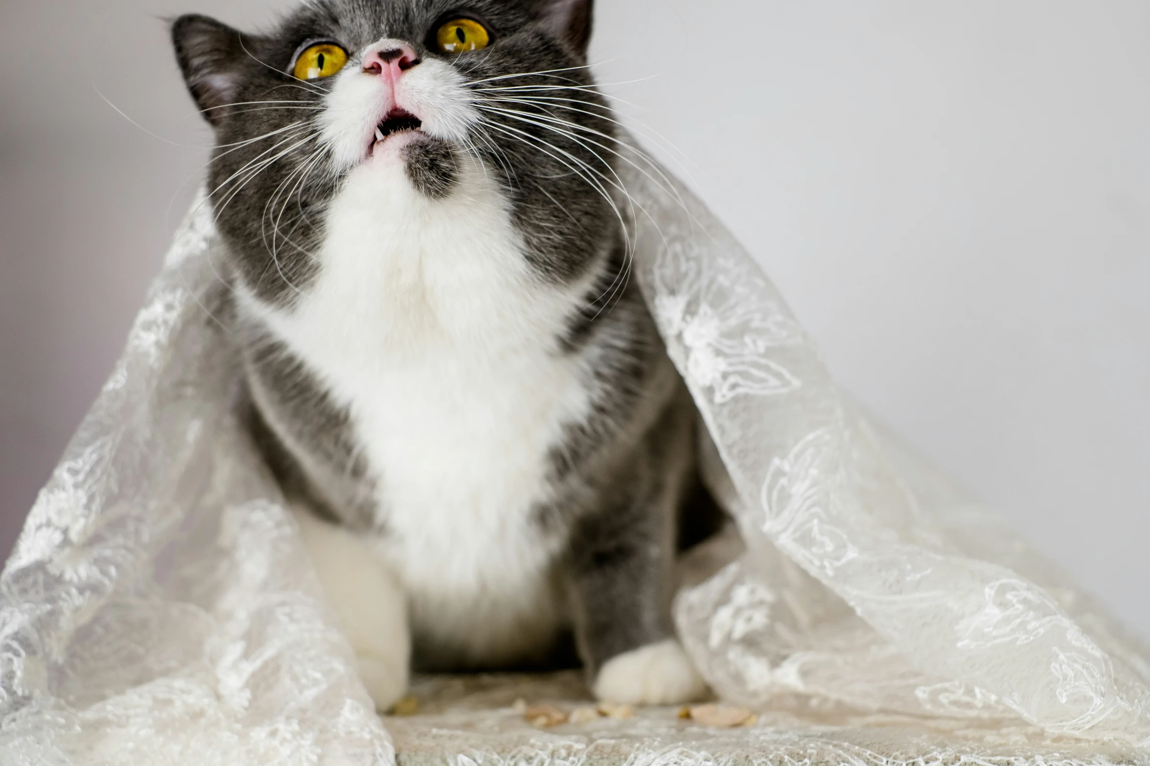 a cat that is in a blanket and staring upward