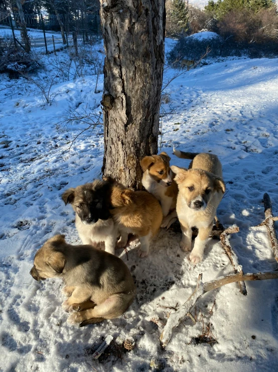 five puppies playing together on the snow covered ground in the woods