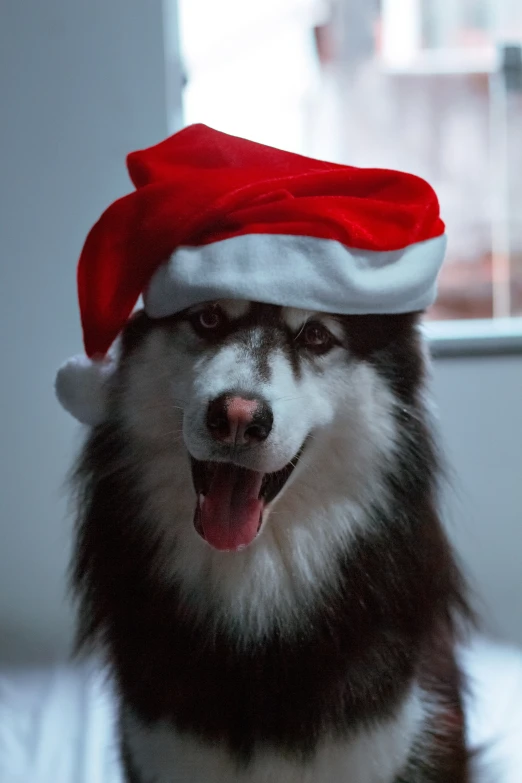 an adorable husky with a santa's hat on