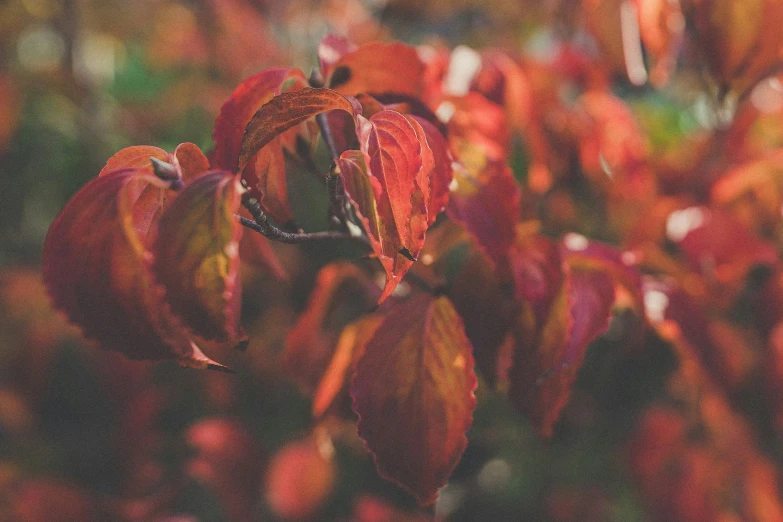 blurry pograph of red leaves in fall colors