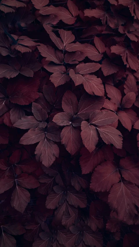 a dark red leaves background with white highlights