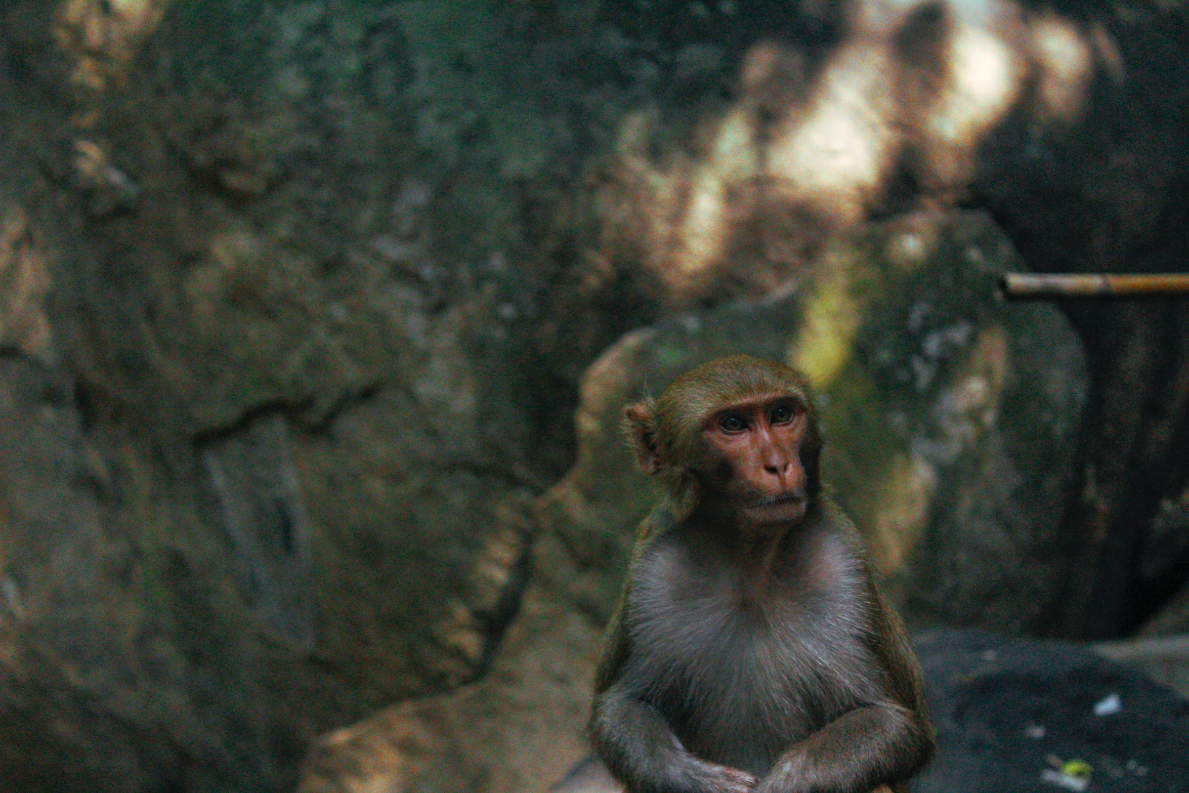 a small monkey is sitting in front of some rocks