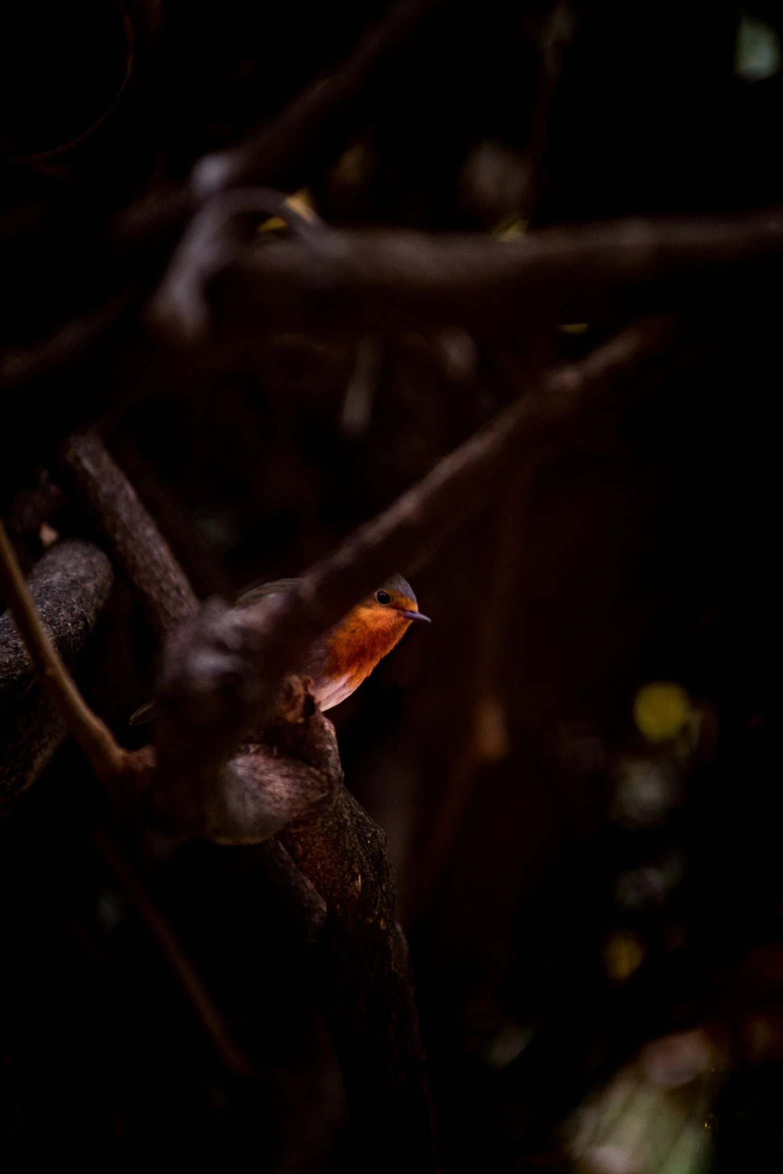 a small bird on the nch of a tree