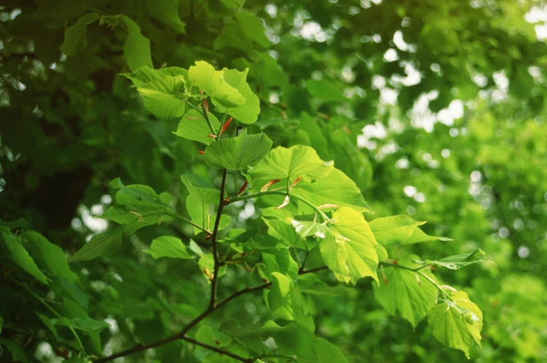 green leaves on the top of a tree