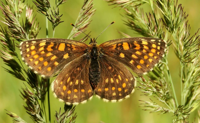 the small, brown erfly is sitting on top of some green leaves