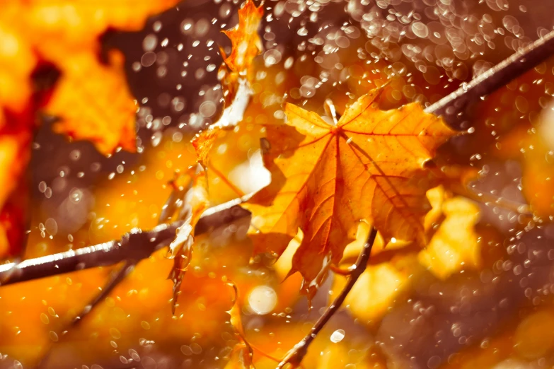 an orange leaf sits on the tree nch as drops of rain fall on the leaves