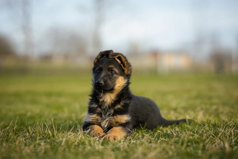 a small dog laying in a green field