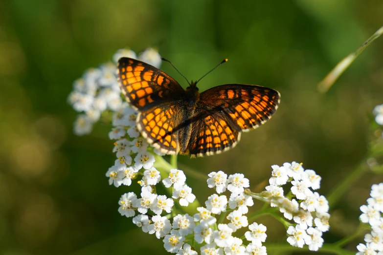 a close up of a erfly on some flowers