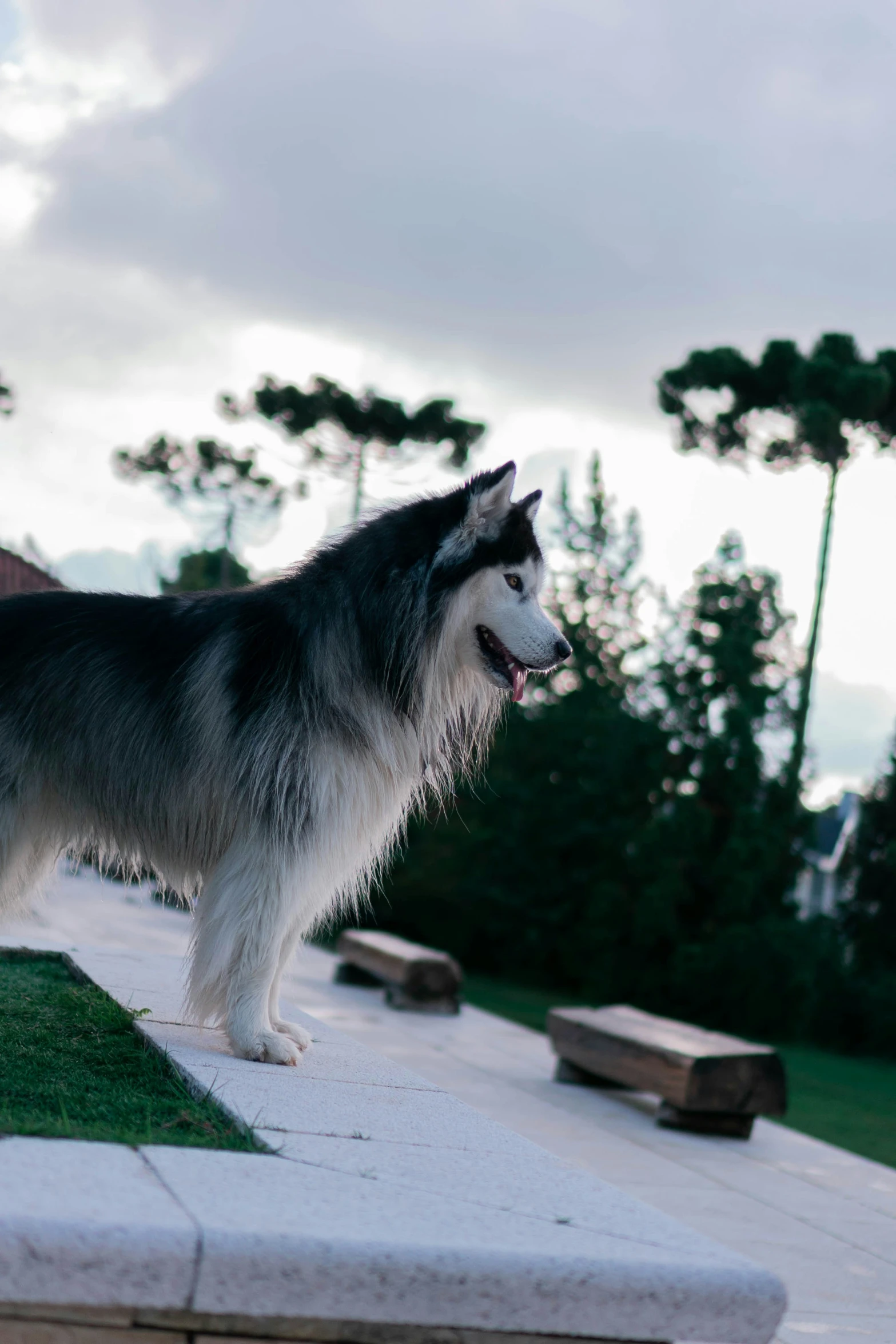 a dog is standing on top of the side walk