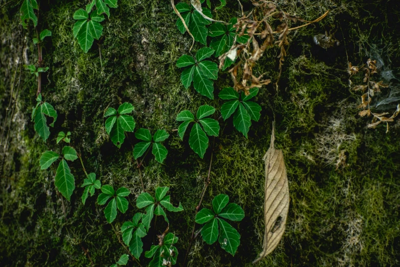 a plant growing on a rock surrounded by moss