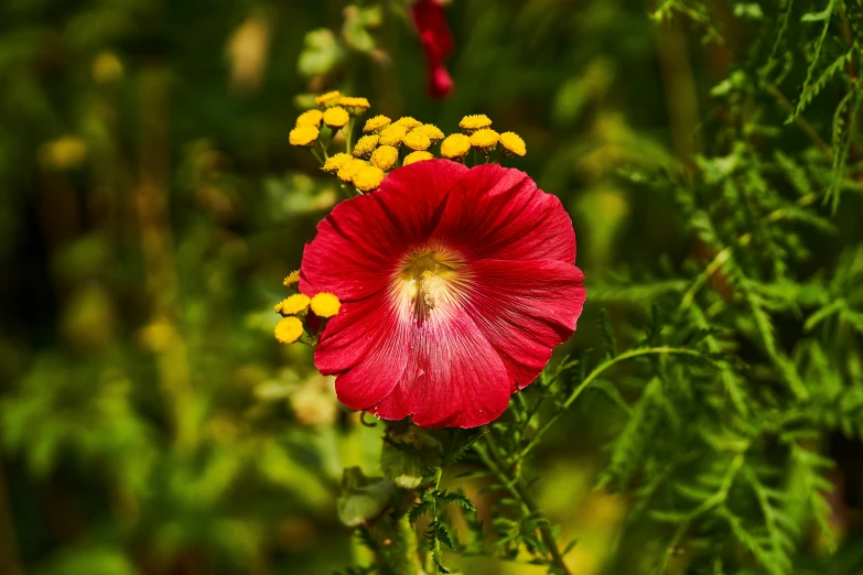 red and yellow flowers with green leaves around them