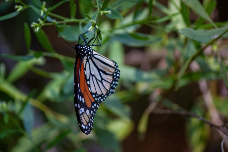a monarch erfly sitting on top of a plant