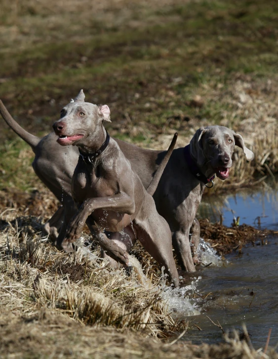 two dogs in the water playing in some mud