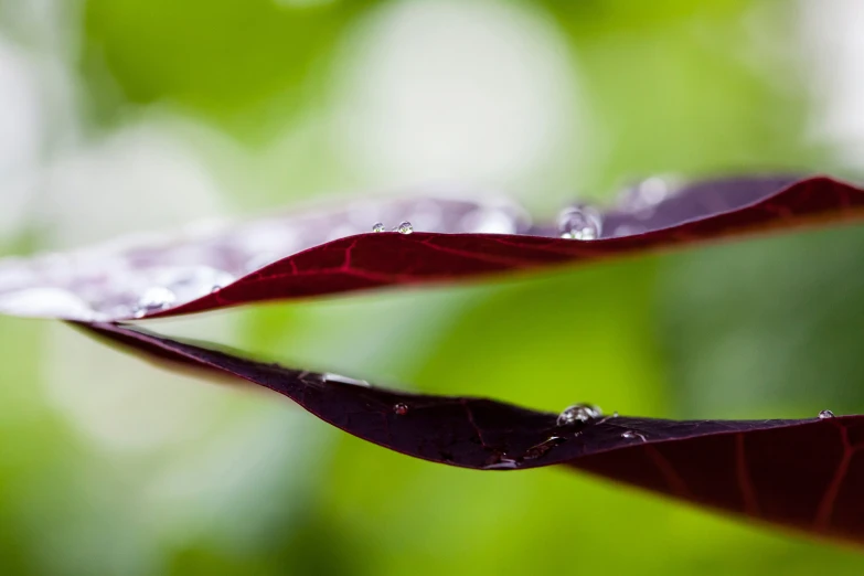 a leaf with drops on it in the daytime