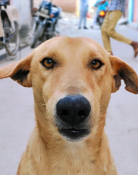 a close up of a dog looking into the camera