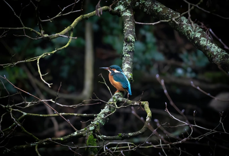 a small blue bird sitting on a tree nch