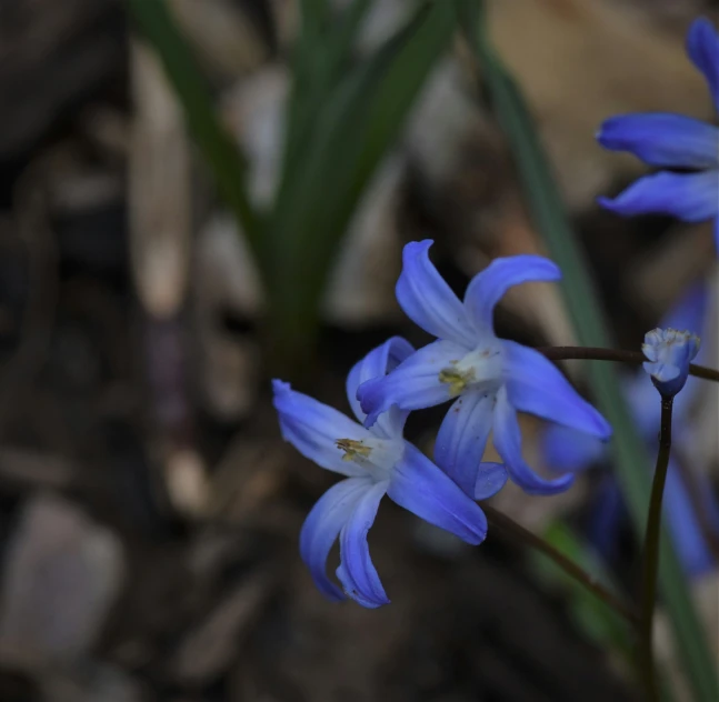 some flowers that are in the dirt and one is blue