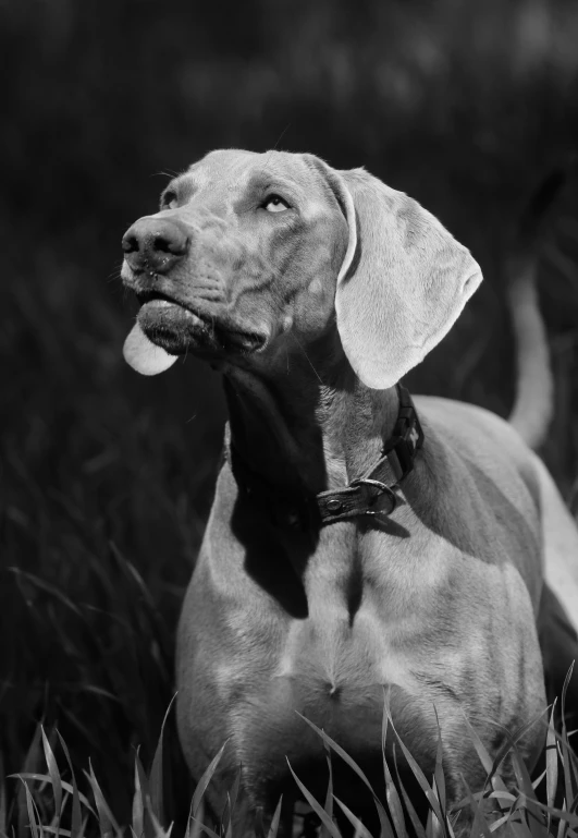 a black and white image of a dog laying down in a grassy field