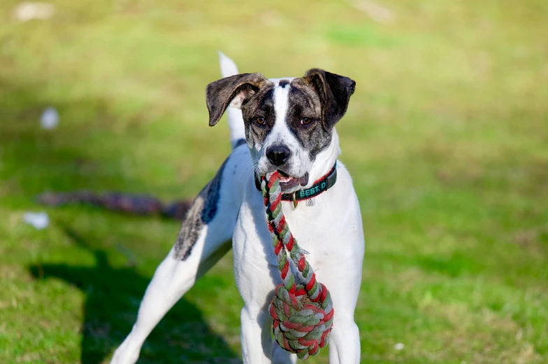 a brown and white dog is holding a rope