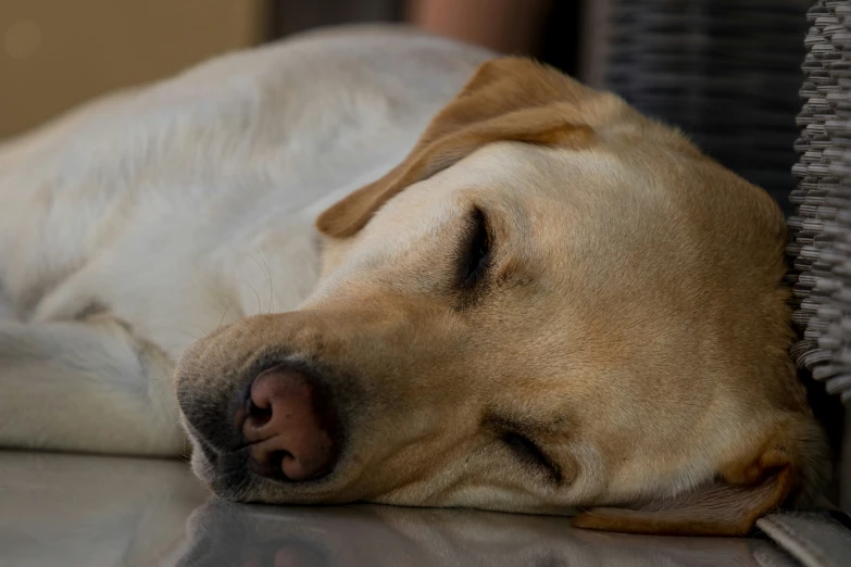 the dog is sleeping on the floor by the basket