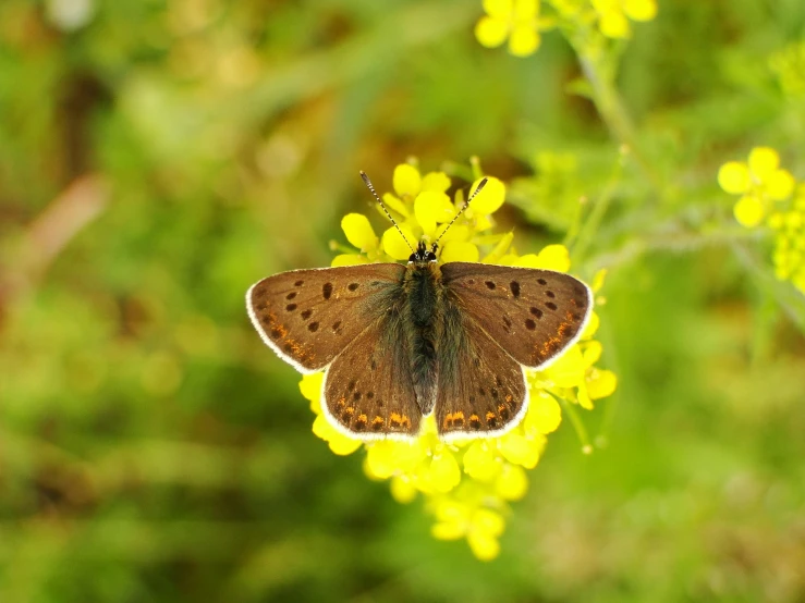 a close up of a erfly on a flower