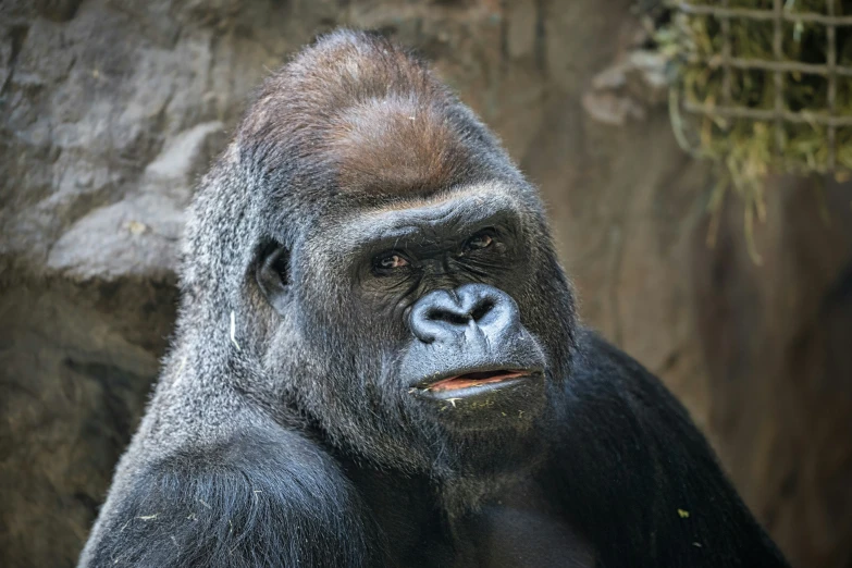 a close up of a gorilla near some rocks