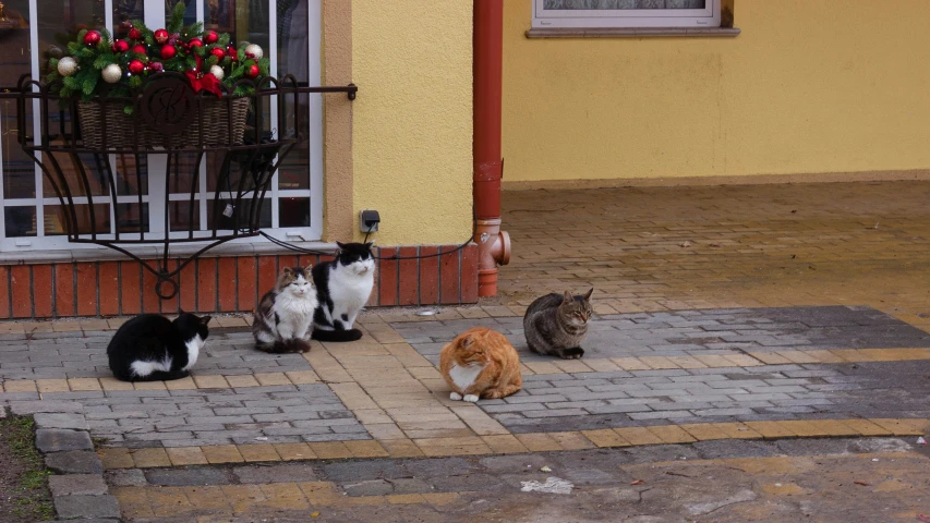 four cats are sitting on the sidewalk next to a chair