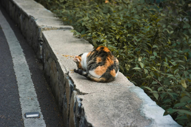 a cat laying down on a wall next to a road