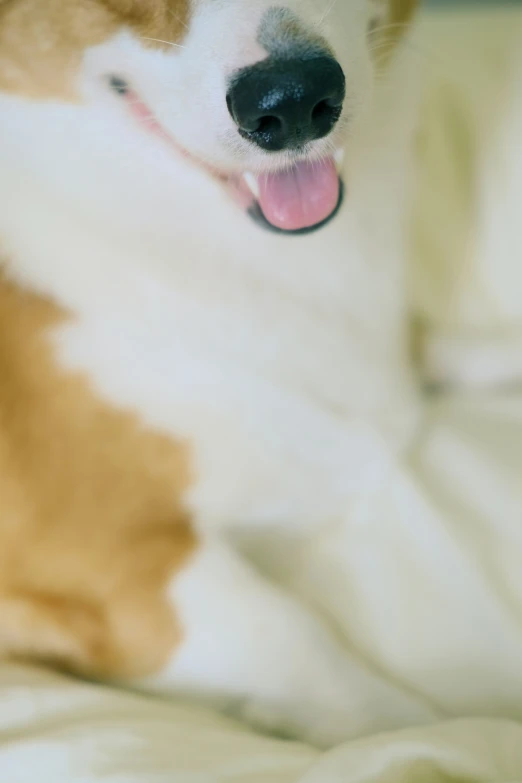 a close up of a white and tan dog with it's mouth open