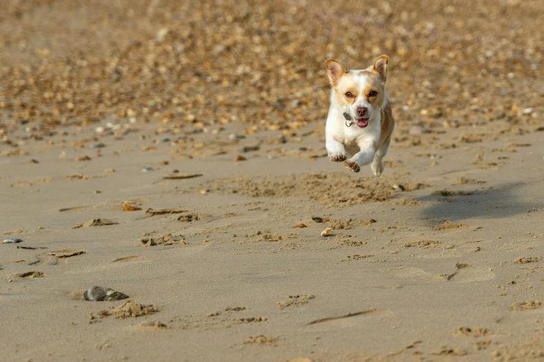 a dog running on a sandy beach with pebbles