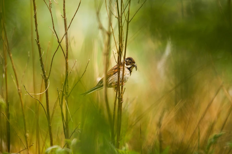 there is a small bird that is standing in the grass