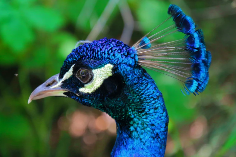 a very colorful peacock standing in front of some green leaves