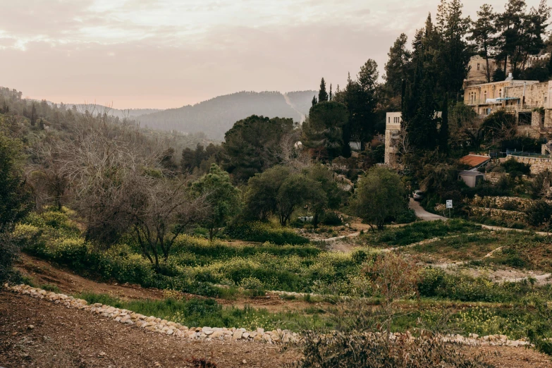 a view of a mountainous area and an olive grove