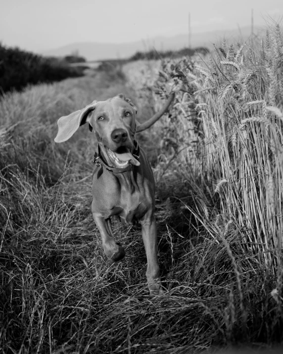 a dog that is standing in the grass