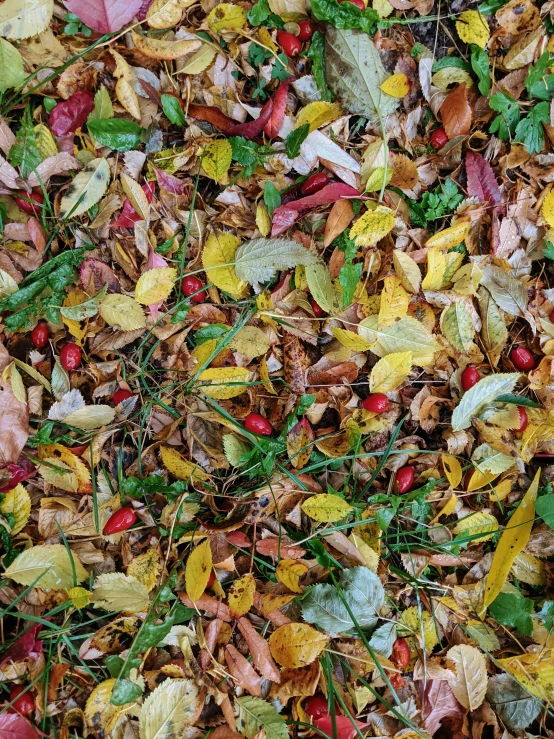 a colorful assortment of leaves and berries is seen