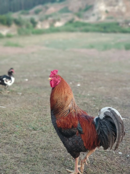 rooster with red and white comb standing in the grass