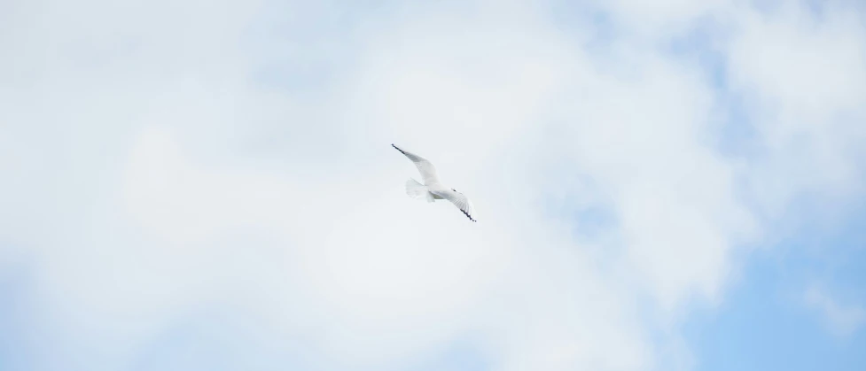 white bird flying across the sky on a cloudy day